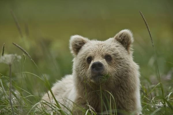 USA, Alaska, Lake Clark National Park. A yearling grizzly cub chews grasses in a meadow