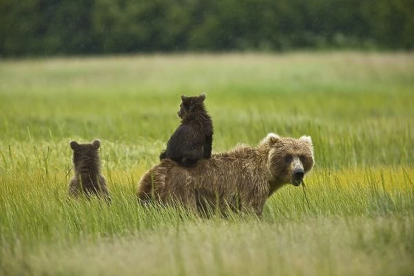USA, Alaska, Lake Clark National Park. A mother grizzly and her cubs scout for pending