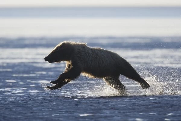 USA, Alaska, Lake Clark National Park, Silver Salmon Creek. Backlit brown bear running