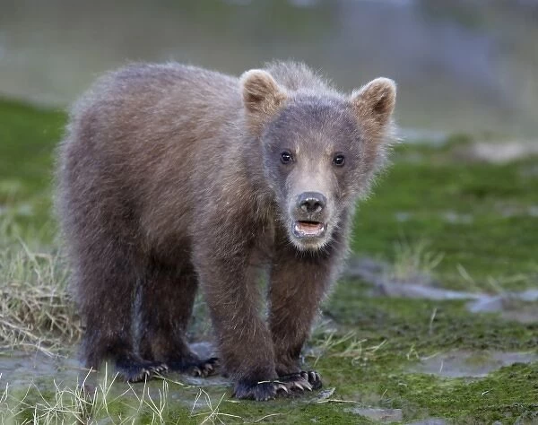 USA, Alaska, Lake Clark National Park, Silver Salmon Creek. Close-up of brown bear