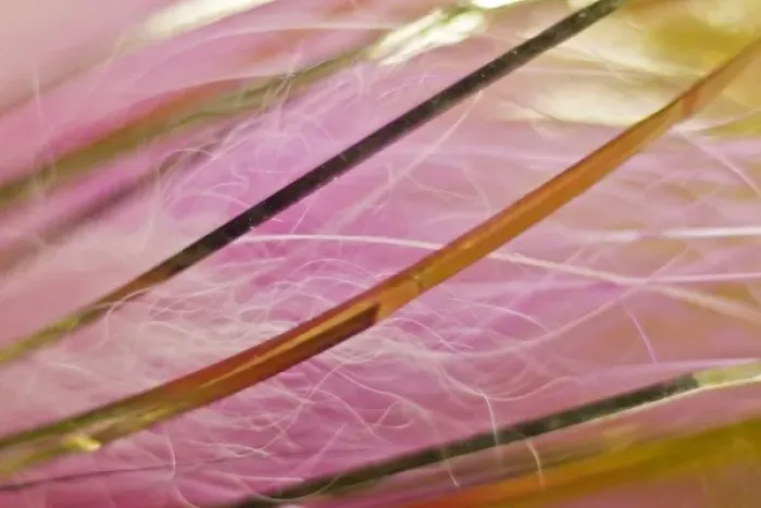 Framed Print : USA, Alaska, Lake Clark National Park. Abstract of pink and gold fishing fly details Framed Print : USA, Alaska, Lake Clark National Park. Abstract of pink and gold fishing fly details