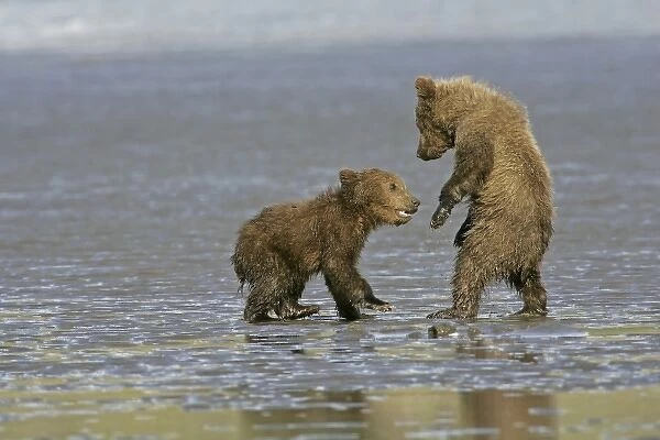 USA, Alaska, Lake Clark National Park. Coastal grizzly bear cubs playing