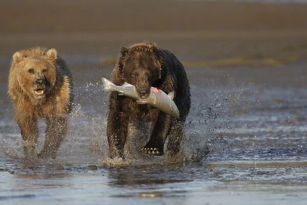 USA, Alaska, Lake Clark National Park, Silver Salmon Creek. Brown bear chases another