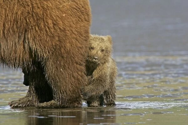 USA, Alaska, Lake Clark National Park. Coastal grizzly bear cub staying close to mother