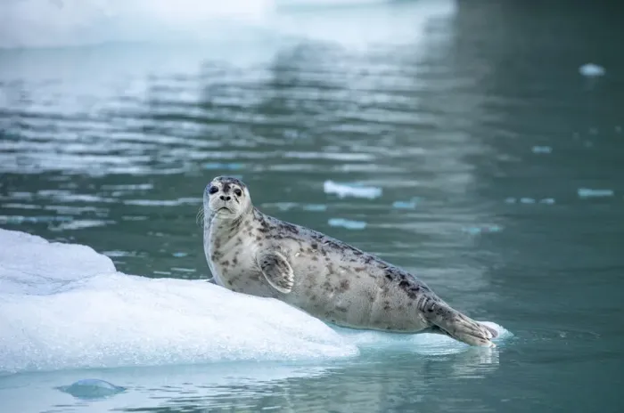 Framed Print : USA, Alaska, Leconte Bay, Harbor Seal pup resting on iceberg calved from LeConte Glacier Framed Print : USA, Alaska, Leconte Bay, Harbor Seal pup resting on iceberg calved from LeConte Glacier