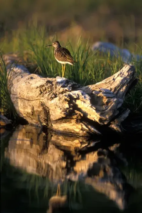 Framed Print : USA, Alaska, Lesser Yellowlegs (Tringa flavipes) balances on log in Potter Marsh Framed Print : USA, Alaska, Lesser Yellowlegs (Tringa flavipes) balances on log in Potter Marsh