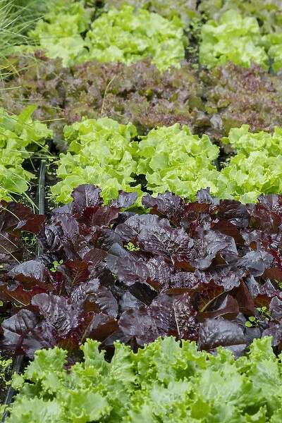 USA, Alaska. Lettuce in organic vegetable garden