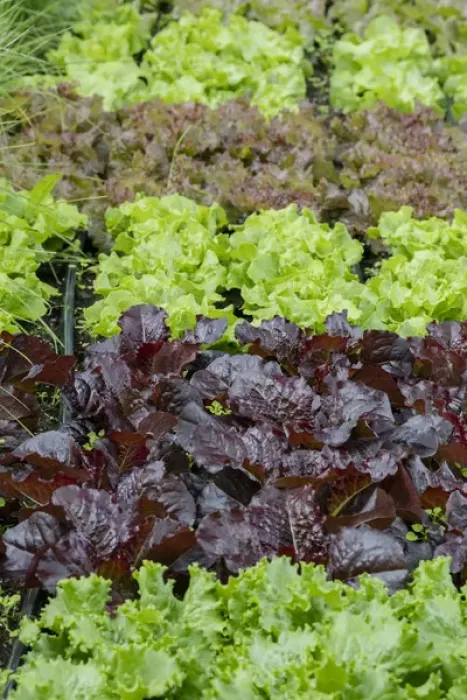 Framed Print : USA, Alaska. Lettuce in organic vegetable garden Framed Print : USA, Alaska. Lettuce in organic vegetable garden