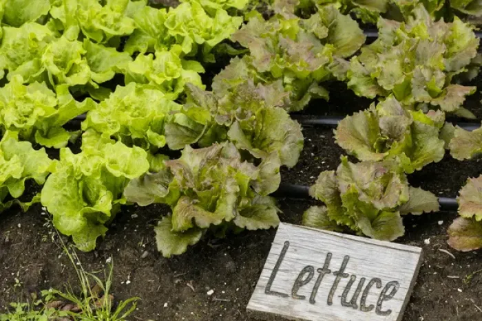 Framed Print : USA, Alaska. Lettuce in organic vegetable garden Framed Print : USA, Alaska. Lettuce in organic vegetable garden