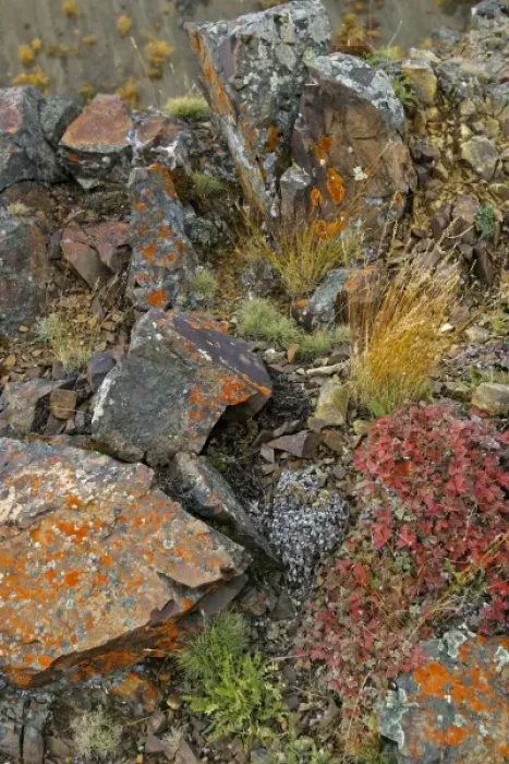 Framed Print : USA. Alaska. Lichen covers rocks near Polychrome Pass in Denali NP, Alaska Framed Print : USA. Alaska. Lichen covers rocks near Polychrome Pass in Denali NP, Alaska