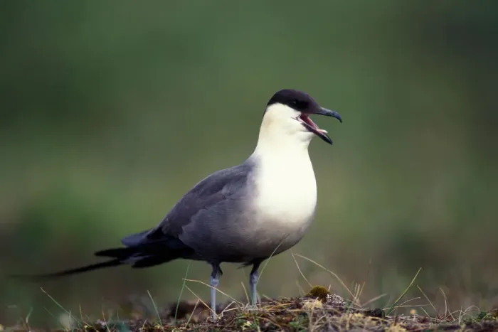Framed Print : USA, Alaska, Long-tailed Jaeger (Stercorarius longicaudus) defends its nest on arctic