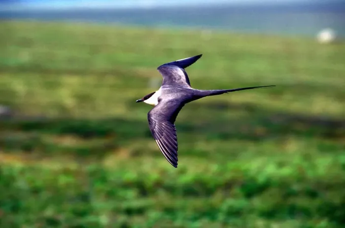 Framed Print : USA, Alaska, Long-tailed Jaeger (Stercorarius longicaudus) defends its nest on arctic Framed Print : USA, Alaska, Long-tailed Jaeger (Stercorarius longicaudus) defends its nest on arctic