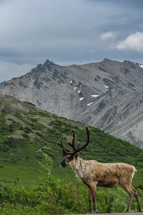 Framed Print : USA, Alaska. Male caribou, Denali National Park Framed Print : USA, Alaska. Male caribou, Denali National Park