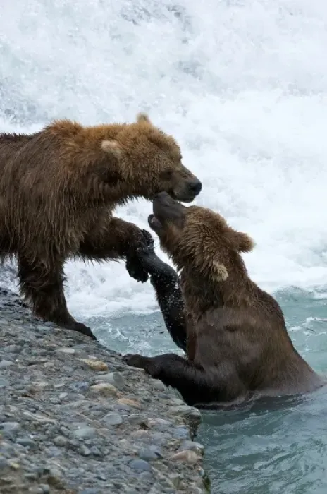 Framed Print : USA, Alaska, McNeil River. Grizzly or brown bear Framed Print : USA, Alaska, McNeil River. Grizzly or brown bear