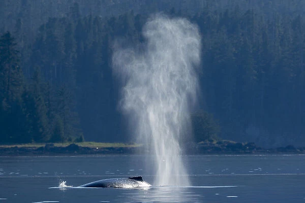 USA, Alaska, Mist from exhaled breath of Humpback Whale (Megaptera novaeangliae