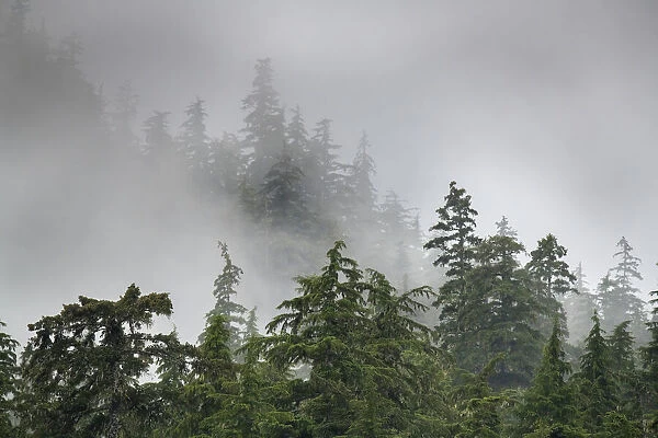 Usa, Alaska. Mists, fog and rain for the coastal temperate rainforest in Southeast Alaska