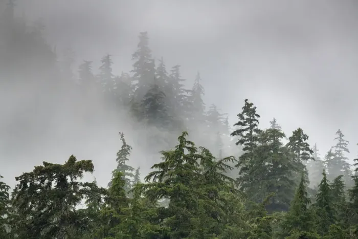 Framed Print : Usa, Alaska. Mists, fog and rain for the coastal temperate rainforest in Southeast Alaska Framed Print : Usa, Alaska. Mists, fog and rain for the coastal temperate rainforest in Southeast Alaska