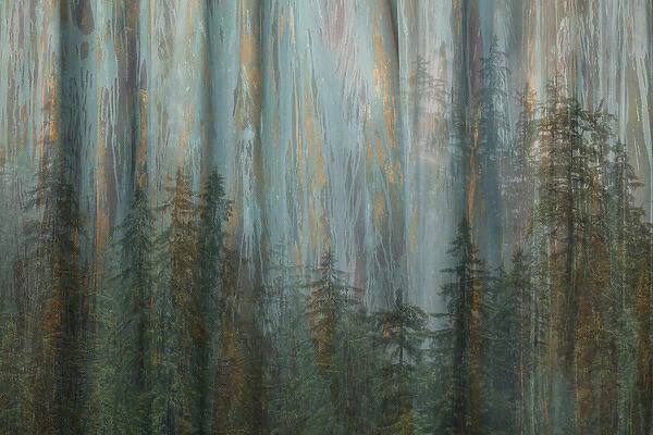 USA, Alaska, Misty Fiords National Monument. Collage abstract of trees and forest