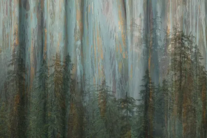 Framed Print : USA, Alaska, Misty Fiords National Monument. Collage abstract of trees and forest Framed Print : USA, Alaska, Misty Fiords National Monument. Collage abstract of trees and forest