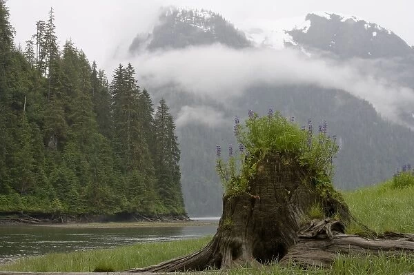 USA, Alaska, Misty Fjords National Monument, Lupine flowers grow from tree stump