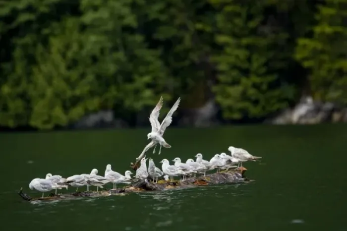 Framed Print : USA, Alaska, Misty Fjords National Monument, Flock of seagulls alight on driftwood Framed Print : USA, Alaska, Misty Fjords National Monument, Flock of seagulls alight on driftwood