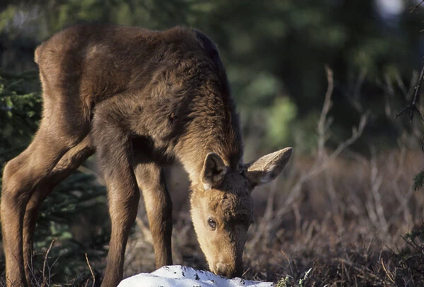 USA, Alaska, Moose Calf, Denali National Park