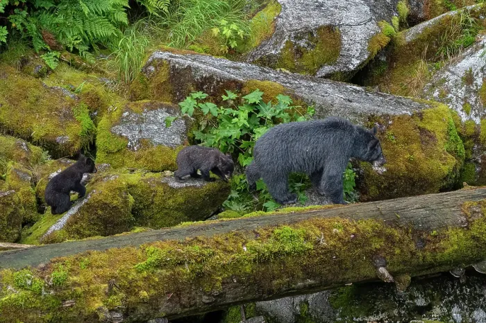 Framed Print : USA, Alaska. Mother black bear with cubs, Anan Bear Observatory Framed Print : USA, Alaska. Mother black bear with cubs, Anan Bear Observatory