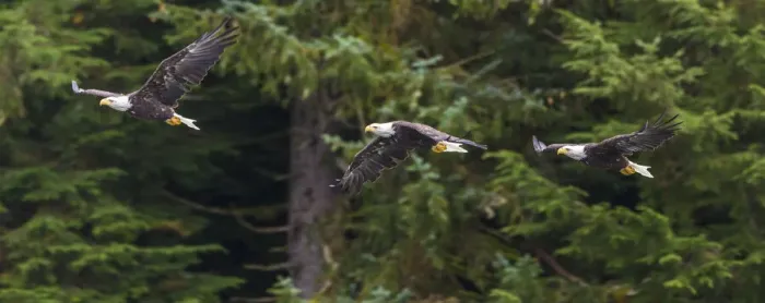 Framed Print : USA, Alaska. Multiple exposure of Bald Eagle feeding on the Chilkoot River near Haines Framed Print : USA, Alaska. Multiple exposure of Bald Eagle feeding on the Chilkoot River near Haines