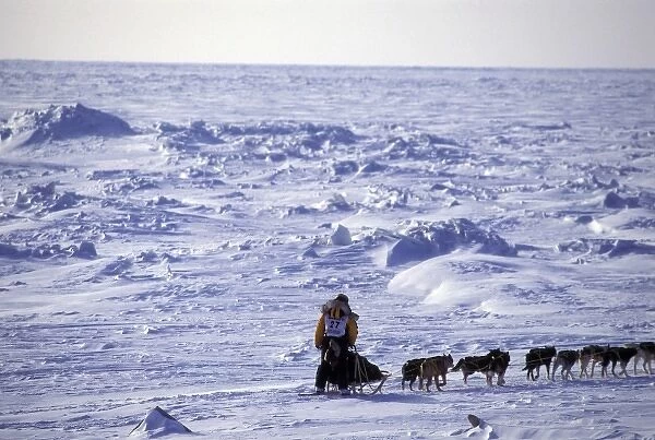 USA, Alaska. Musher sledding across Bering Sea ice near Nome