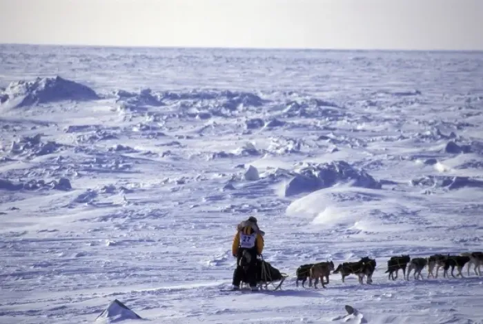 Framed Print : USA, Alaska. Musher sledding across Bering Sea ice near Nome