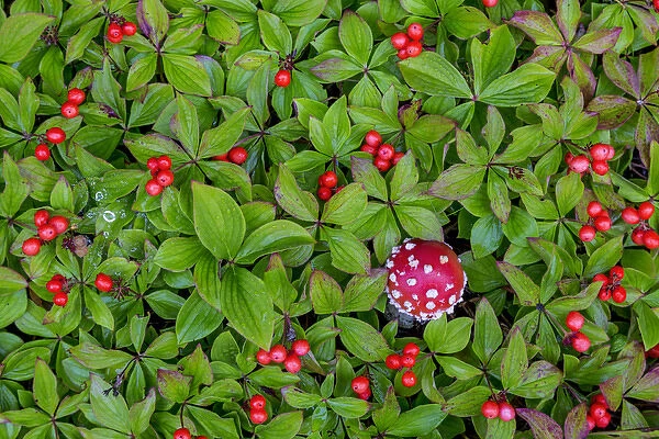 USA, Alaska, Nancy Lake State Recreation Area. Bunchberry and fly agaric mushrooms