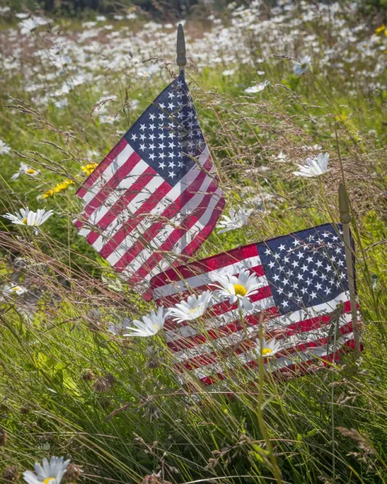 Framed Print : USA, Alaska, Ninilchik. US flags in American Legion Cemetery