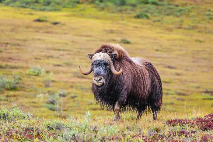 Framed Print : USA, Alaska, Noatak National Preserve. Bull Muskox on the arctic tundra