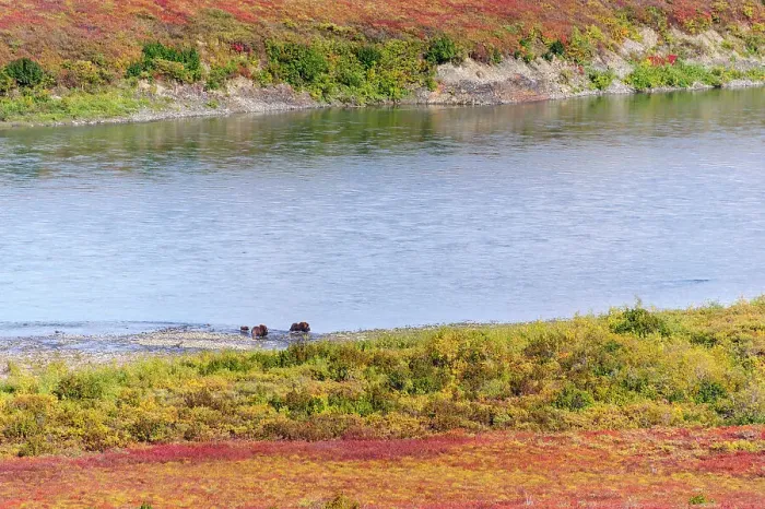 Framed Print : USA, Alaska, Noatak National Preserve. Muskox, a bull, a cow and a calf, along the Noatak River Framed Print : USA, Alaska, Noatak National Preserve. Muskox, a bull, a cow and a calf, along the Noatak River