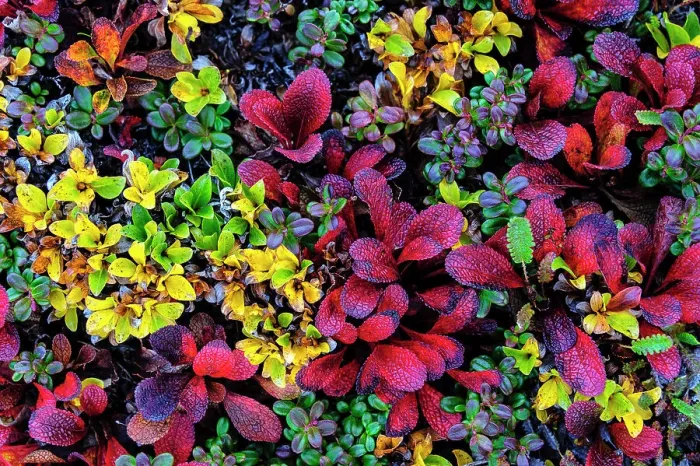 Framed Print : USA, Alaska, Noatak National Preserve. Alpine Bearberry on arctic tundra in autumn colors