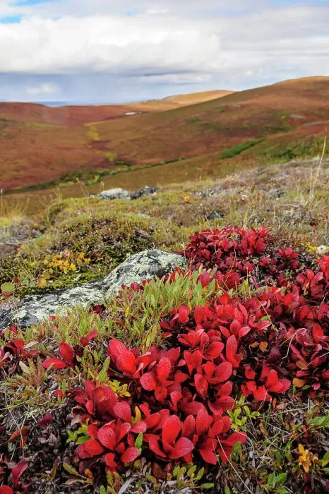 Framed Print : USA, Alaska, Noatak National Preserve. Alpine Bearberry on arctic tundra in autumn colors Framed Print : USA, Alaska, Noatak National Preserve. Alpine Bearberry on arctic tundra in autumn colors