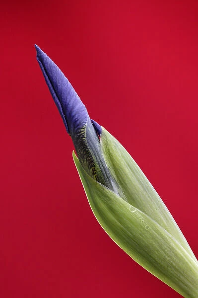 USA, Alaska, Nome. Wild iris budding. Credit as: Arthur Morris  /  Jaynes Gallery  /  Danita Delimont
