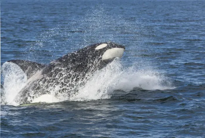 Framed Print : USA, Alaska. Orca whale breaching. Credit as: Don Paulson  /  Jaynes Gallery  /  DanitaDelimont