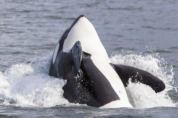 USA, Alaska. Orca whale breaching. Credit as: Don Paulson  /  Jaynes Gallery  /  DanitaDelimont