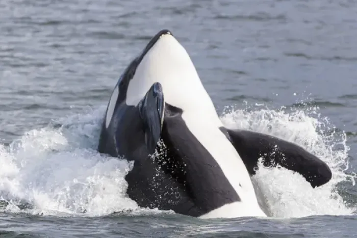 Framed Print : USA, Alaska. Orca whale breaching. Credit as: Don Paulson / Jaynes Gallery / DanitaDelimont Framed Print : USA, Alaska. Orca whale breaching. Credit as: Don Paulson / Jaynes Gallery / DanitaDelimont