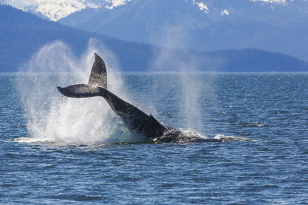 USA, Alaska. Orca whale, tail lobbing. Credit as: Don Paulson  /  Jaynes Gallery  /  DanitaDelimont