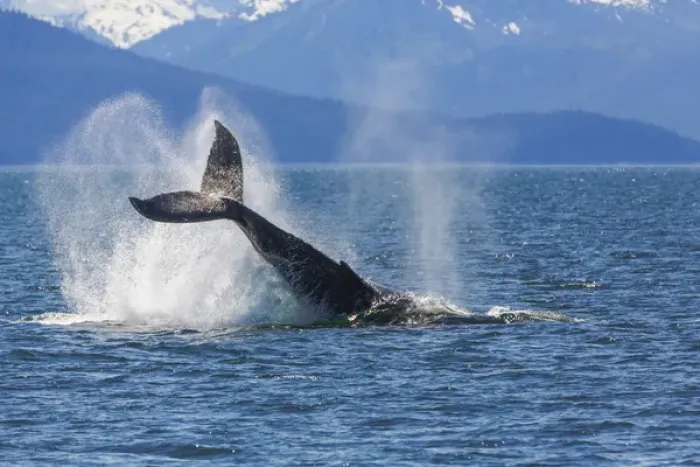 Framed Print : USA, Alaska. Orca whale, tail lobbing. Credit as: Don Paulson / Jaynes Gallery / DanitaDelimont Framed Print : USA, Alaska. Orca whale, tail lobbing. Credit as: Don Paulson / Jaynes Gallery / DanitaDelimont
