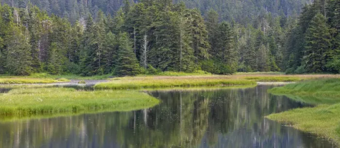 Framed Print : USA, Alaska. Panoramic of meadow at high tide in Tongass National Forest Framed Print : USA, Alaska. Panoramic of meadow at high tide in Tongass National Forest