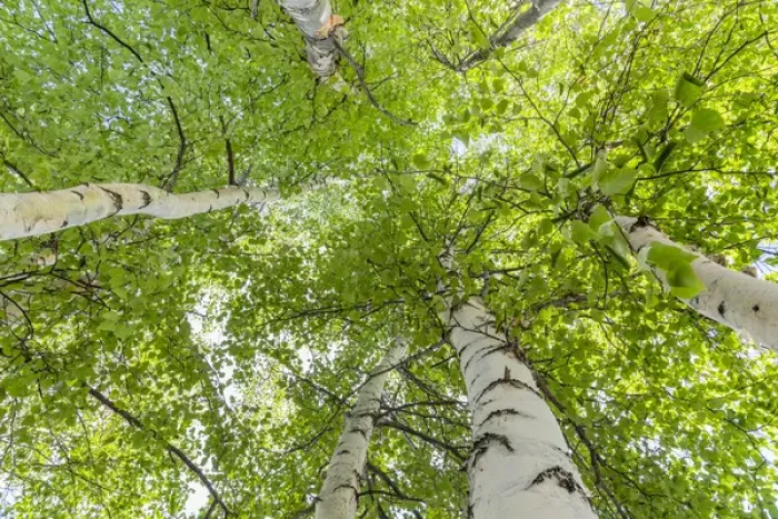 Framed Print : USA, Alaska. Paper birch trees. Credit as: Don Paulson / Jaynes Gallery / DanitaDelimont Framed Print : USA, Alaska. Paper birch trees. Credit as: Don Paulson / Jaynes Gallery / DanitaDelimont
