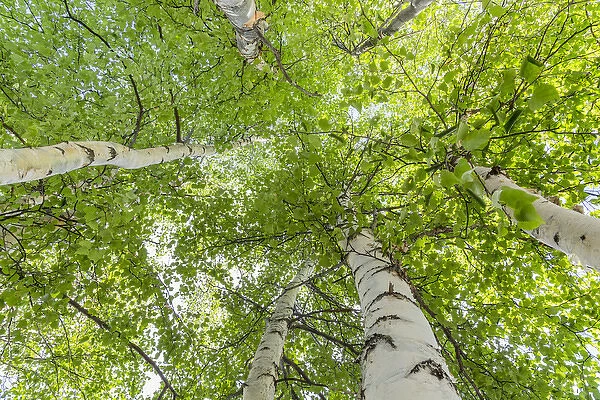 USA, Alaska. Paper birch trees. Credit as: Don Paulson  /  Jaynes Gallery  /  DanitaDelimont