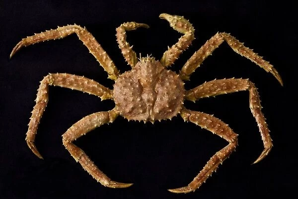 USA, Alaska, Petersburg. Close-up of Alaskan king crab with legs in symmetrical pattern