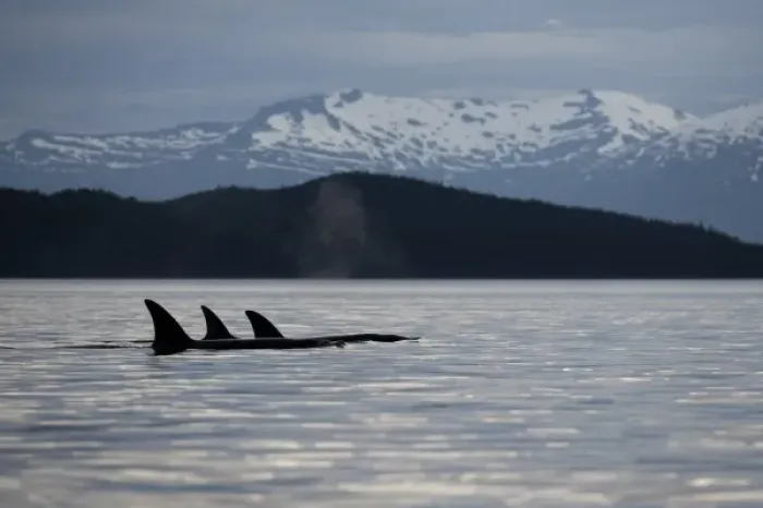 Framed Print : USA, Alaska, Petersburg, Pod of Killer Whales (Orcinus orca) swimming in Frederick Framed Print : USA, Alaska, Petersburg, Pod of Killer Whales (Orcinus orca) swimming in Frederick