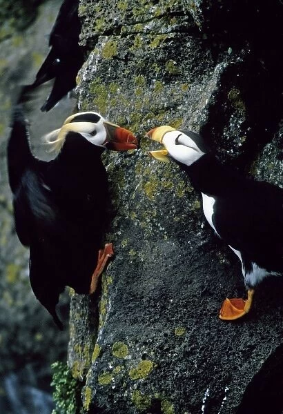 USA, Alaska, Pribilof Islands. Puffins interact on cliffside