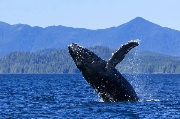 USA, Alaska, Prince of Wales Island. Humpback whale breaching