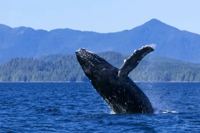 Framed Print : USA, Alaska, Prince of Wales Island. Humpback whale breaching